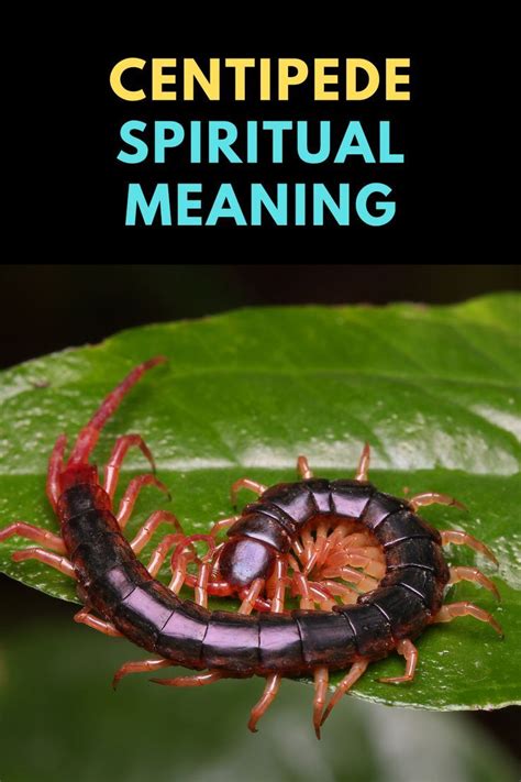 centipede meaning spiritual|Centipede Spiritual Meaning (The Spiritual Awakening).